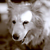 Annie