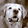 Baldrick