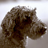 Bennie