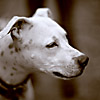 Bruno