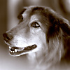 Buddy