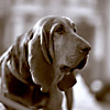Chester