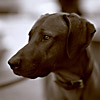 Coby