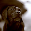 Digby