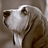 George