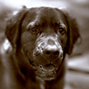 Hank