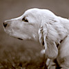 Lexy