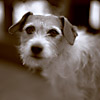 Maisy