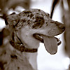 Marley