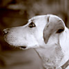 Mazzy