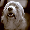 Nellie