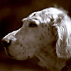 Patch