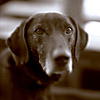 Pete
