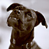 Petie