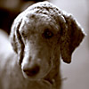 Roscoe