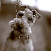 Rufus