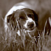 Sammy