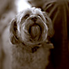 Sherpa