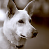 Toby