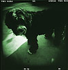 SF Holga Dogs